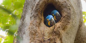 Wikimedia Commons premia melhores fotos tiradas em reservas naturais brasileiras